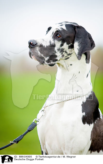 Deutsche Dogge Portrait / Great Dane Portrait / MW-04995