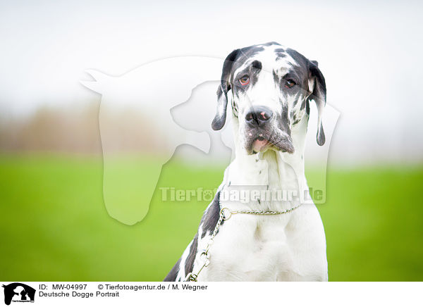 Deutsche Dogge Portrait / Great Dane Portrait / MW-04997