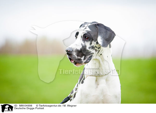 Deutsche Dogge Portrait / Great Dane Portrait / MW-04998