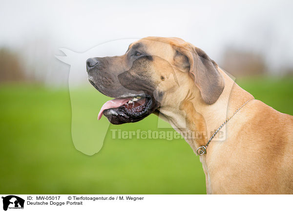 Deutsche Dogge Portrait / Great Dane Portrait / MW-05017