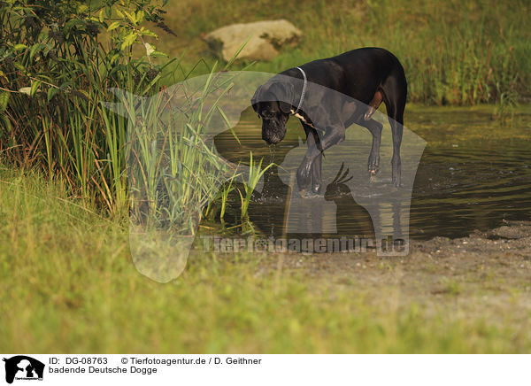 badende Deutsche Dogge / bathing Great Dane / DG-08763