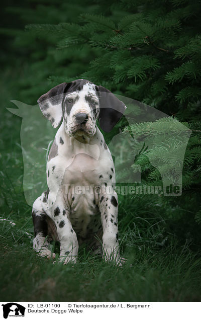 Deutsche Dogge Welpe / Great Dane Puppy / LB-01100