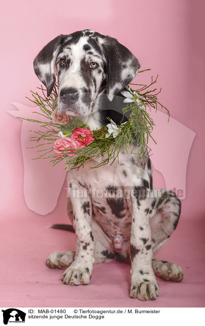 sitzende junge Deutsche Dogge / sitting young great dane / MAB-01480