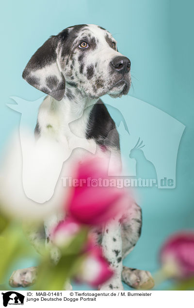 junge Deutsche Dogge Portrait / young great dane portrait / MAB-01481