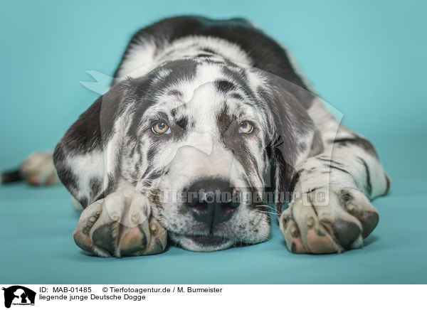 liegende junge Deutsche Dogge / lying young great dane / MAB-01485