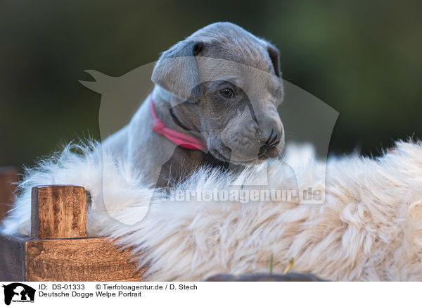 Deutsche Dogge Welpe Portrait / DS-01333