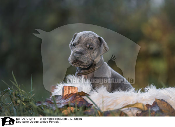 Deutsche Dogge Welpe Portrait / DS-01344