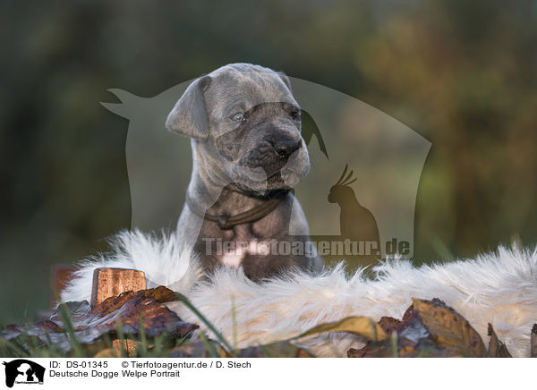 Deutsche Dogge Welpe Portrait / DS-01345