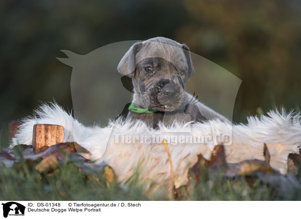 Deutsche Dogge Welpe Portrait / DS-01348