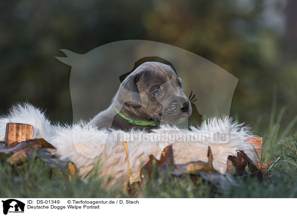 Deutsche Dogge Welpe Portrait / DS-01349