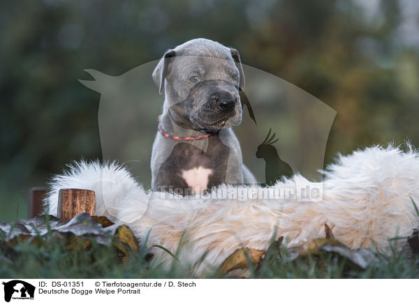Deutsche Dogge Welpe Portrait / DS-01351