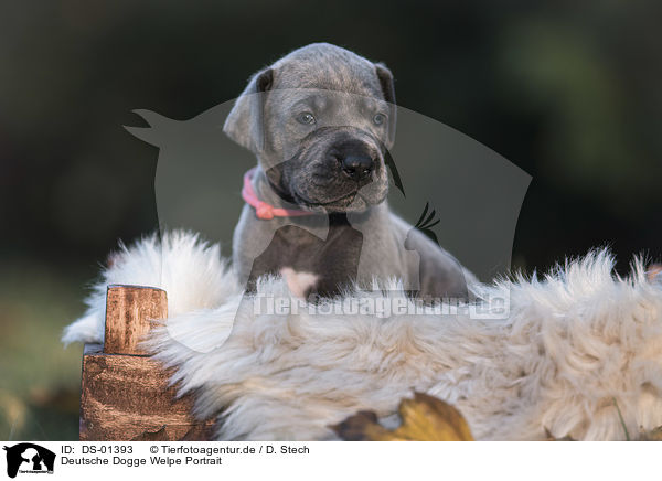 Deutsche Dogge Welpe Portrait / DS-01393