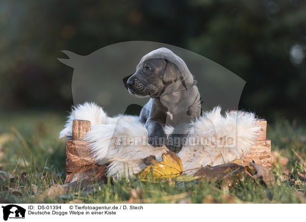 Deutsche Dogge Welpe in einer Kiste / DS-01394