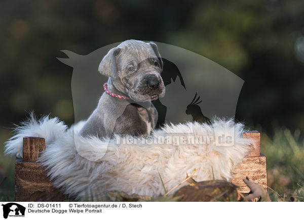 Deutsche Dogge Welpe Portrait / DS-01411