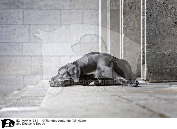 alte Deutsche Dogge / MAH-01611