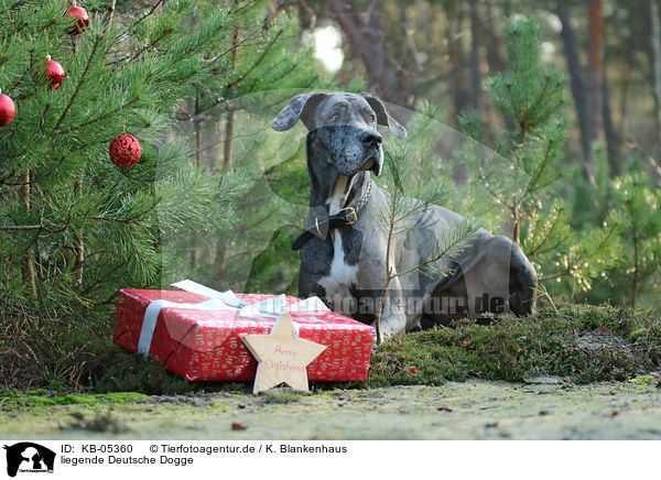 liegende Deutsche Dogge / lying Great Dane / KB-05360