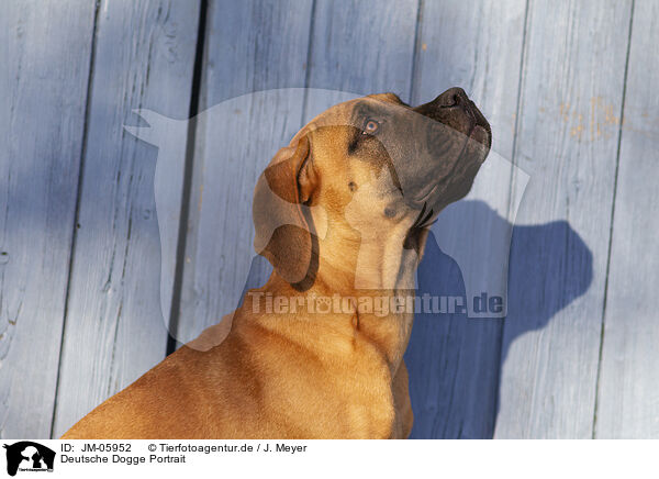 Deutsche Dogge Portrait / Great Dane Portrait / JM-05952