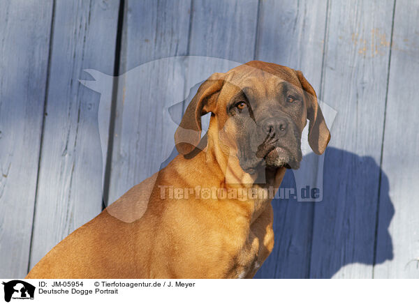 Deutsche Dogge Portrait / Great Dane Portrait / JM-05954