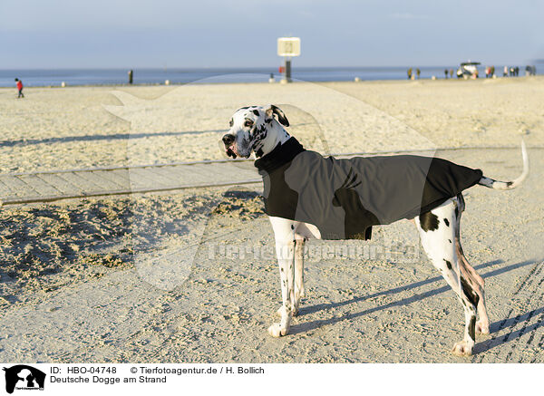 Deutsche Dogge am Strand / HBO-04748
