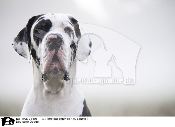Deutsche Dogge / MAS-01406