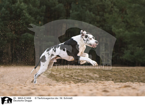 Deutsche Dogge / Great Dane / MAS-01468