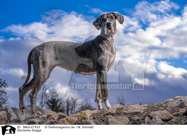 Deutsche Dogge / Great Dane / MAS-01523