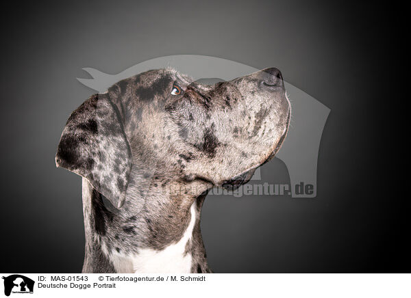 Deutsche Dogge Portrait / MAS-01543