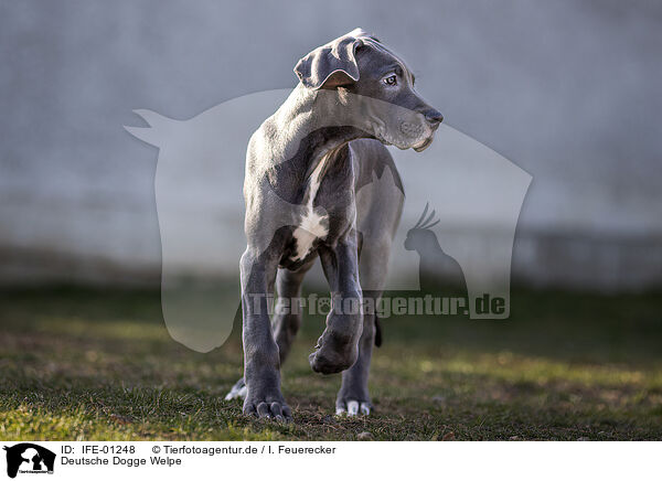 Deutsche Dogge Welpe / Great Dane Puppy / IFE-01248