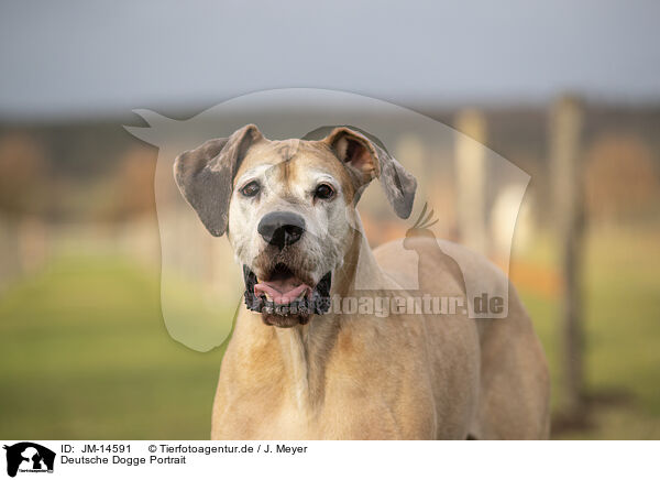 Deutsche Dogge Portrait / JM-14591