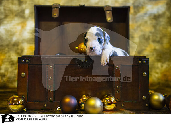 Deutsche Dogge Welpe / Great Dane Puppy / HBO-07017