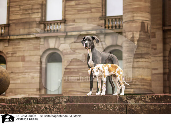 Deutsche Dogge / Great Dane / JAM-06006