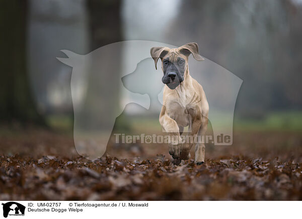 Deutsche Dogge Welpe / Great Dane pupp / UM-02757