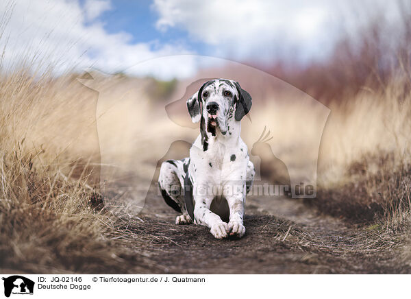 Deutsche Dogge / Great Dane / JQ-02146