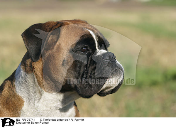 Deutscher Boxer Portrait / Boxer Portrait / RR-05744