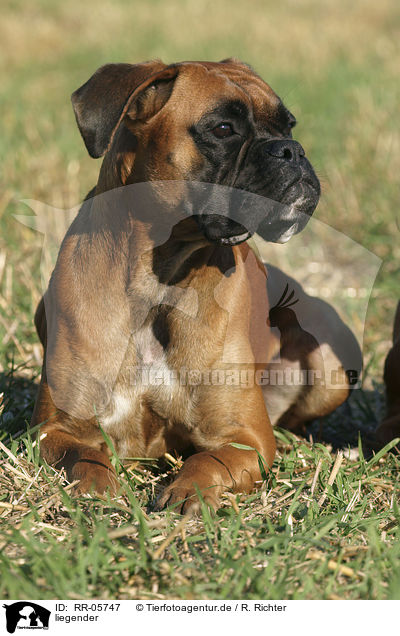 liegender / lying Deutscher Boxer / RR-05747