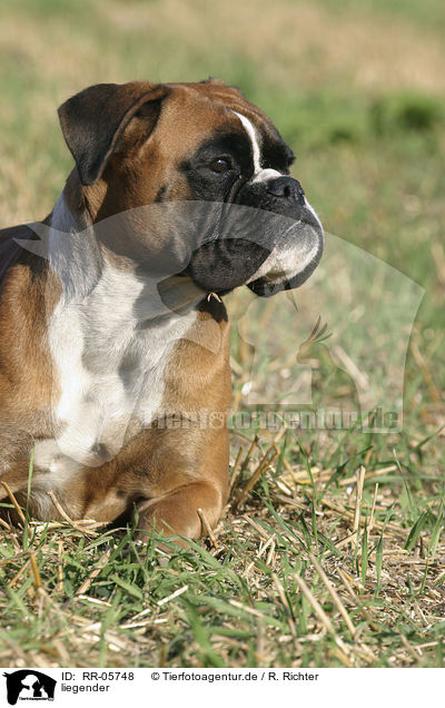 liegender / lying Deutscher Boxer / RR-05748