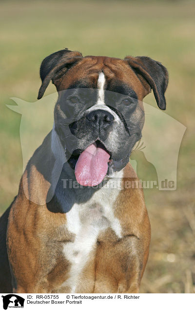 Deutscher Boxer Portrait / Boxer Portrait / RR-05755