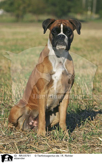 sitzender / sitting Deutscher Boxer / RR-05761