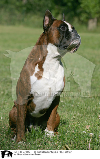 im Gras sitzender Boxer / sitting Boxer / RR-07600