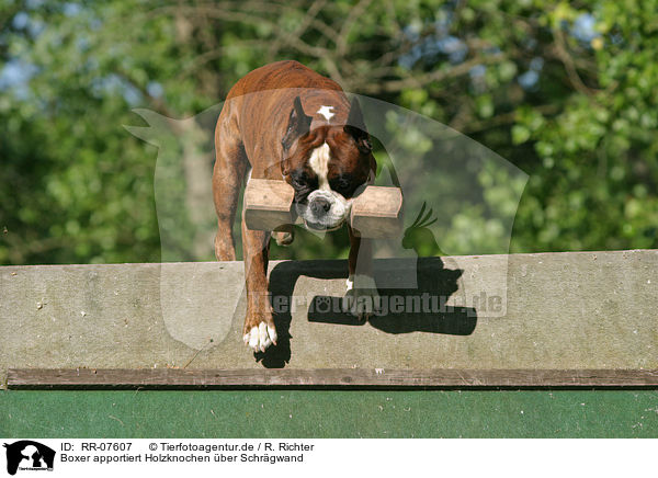 Boxer apportiert Holzknochen ber Schrgwand / RR-07607