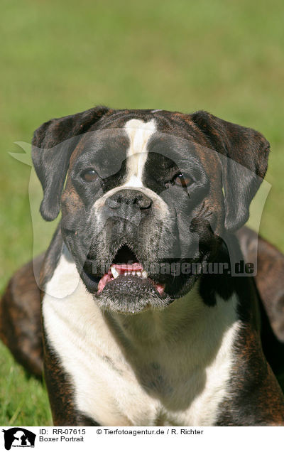 Boxer Portrait / Boxer Portrait / RR-07615