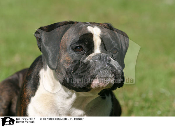 Boxer Portrait / Boxer Portrait / RR-07617