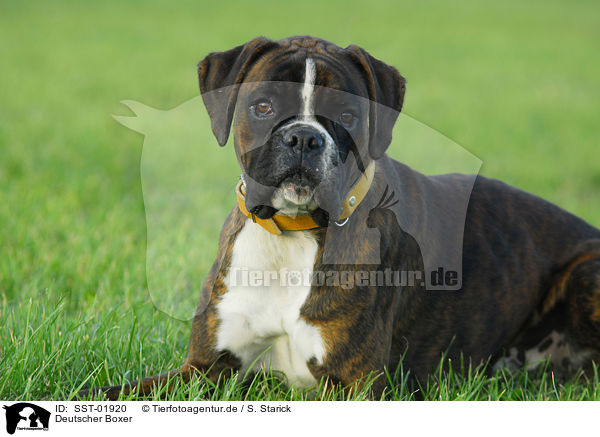 Deutscher Boxer / Deutscher Boxer / SST-01920