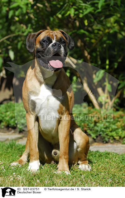 Deutscher Boxer / Boxer / SST-03751