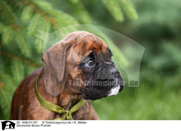 Deutscher Boxer Portrait / Boxer Portrait / KMI-01167