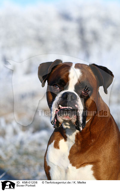 Boxer Portrait / Boxer Portrait / KMI-01208