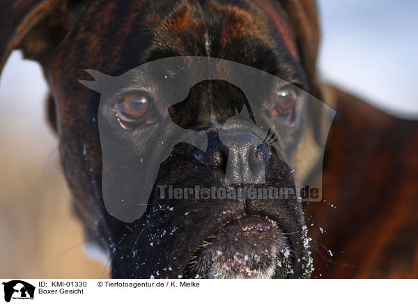 Boxer Gesicht / Boxer face / KMI-01330