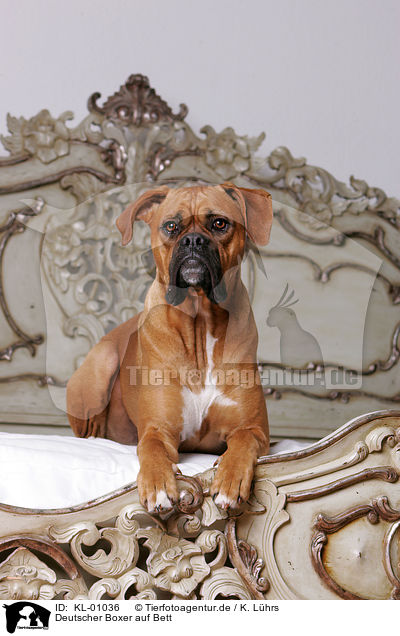 Deutscher Boxer auf Bett / Boxer at bed / KL-01036