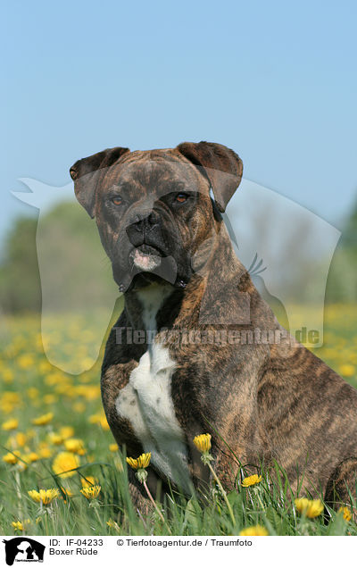 Boxer Rde / male Boxer / IF-04233