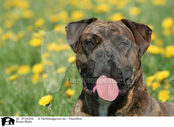 Boxer Rde / male Boxer / IF-04242